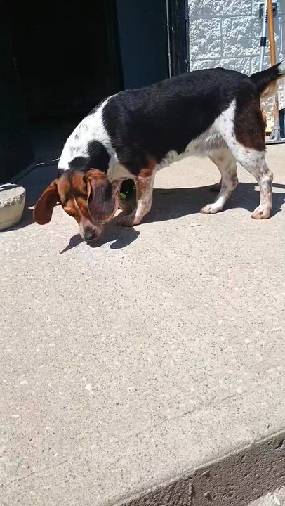Enlarge Bette & Bebe, a ADOPTABLE Beagle in Stanton, KY video 4/4