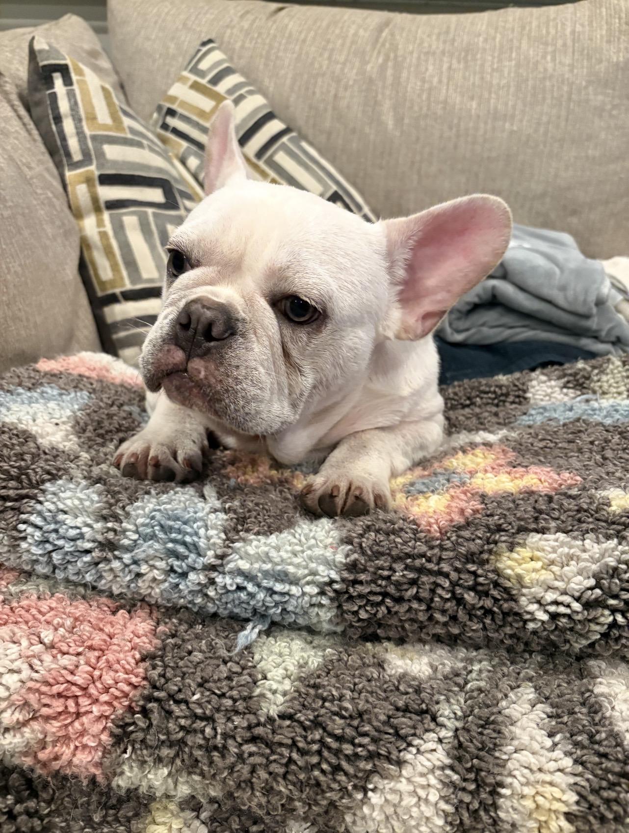 Zion, a ADOPTABLE French Bulldog in Bonneau, SC image 1/2