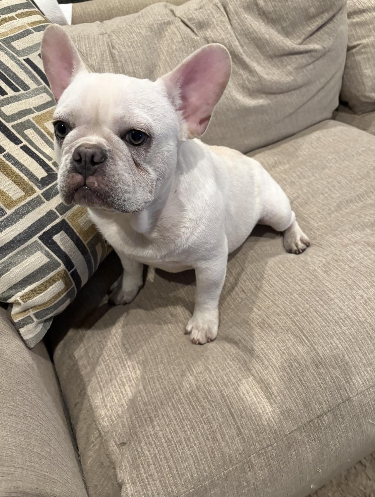 Zion, a ADOPTABLE French Bulldog in Bonneau, SC image 2/2