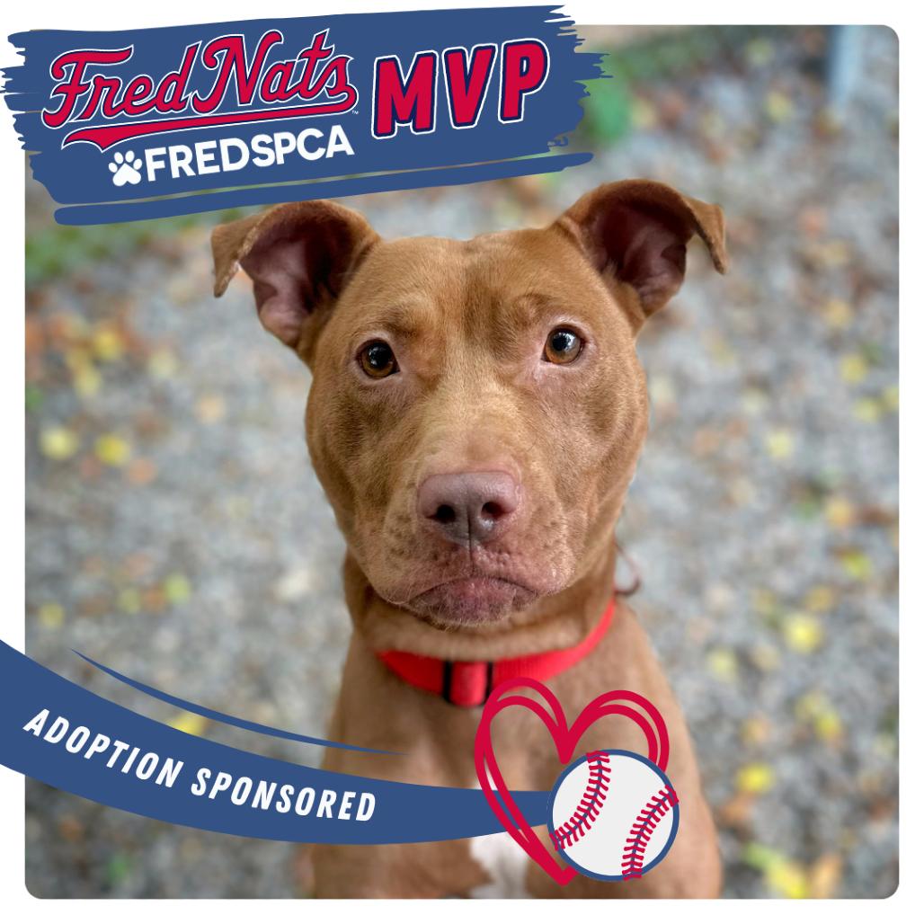 Enlarge Rossa, a Adoptable Mixed Breed in Fredericksburg, VA image 1/6