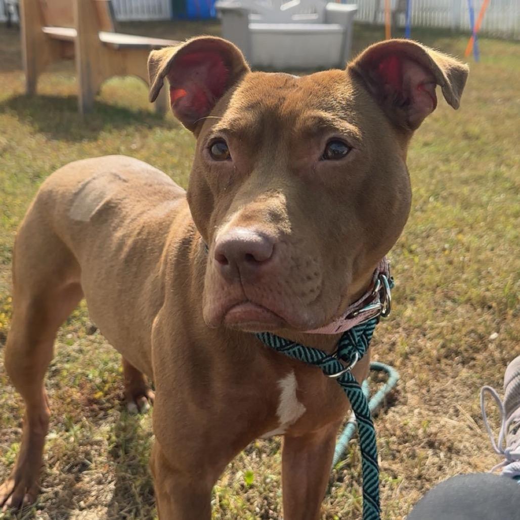 Enlarge Rossa, a Adoptable Mixed Breed in Fredericksburg, VA image 2/6