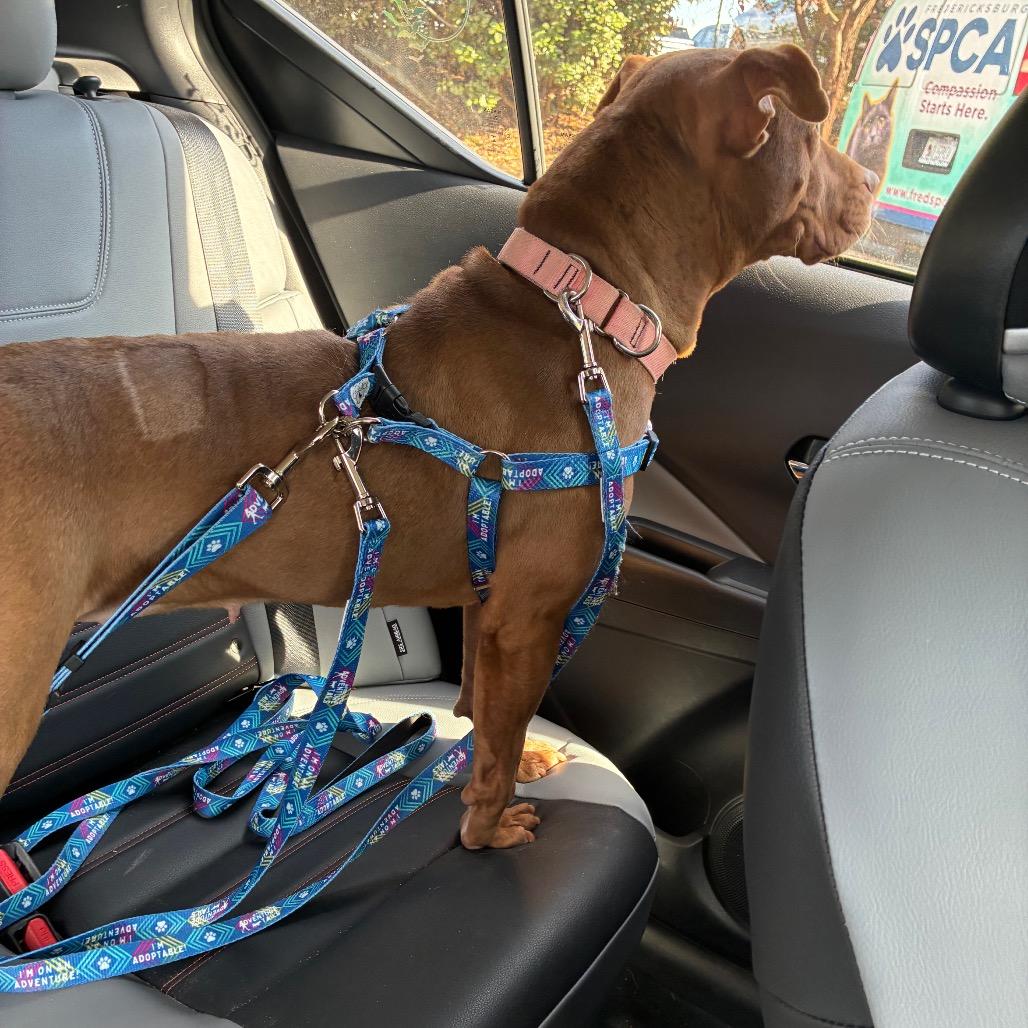 Enlarge Rossa, a Adoptable Mixed Breed in Fredericksburg, VA image 4/6