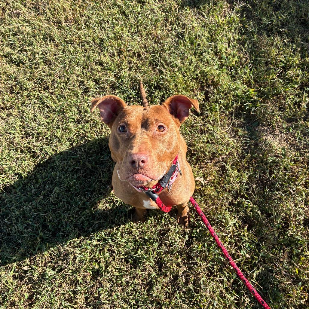 Enlarge Rossa, a Adoptable Mixed Breed in Fredericksburg, VA image 5/6