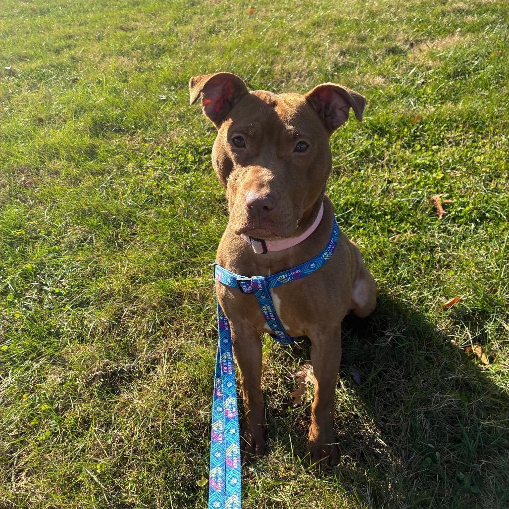 Enlarge Rossa, a Adoptable Mixed Breed in Fredericksburg, VA image 6/6