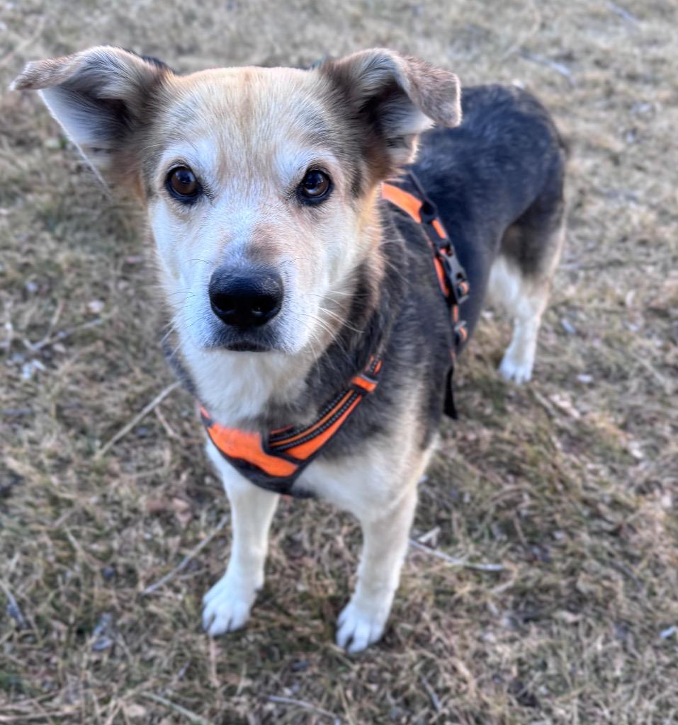 Sorreah 2, Adoptable, Adult Female Shepherd.