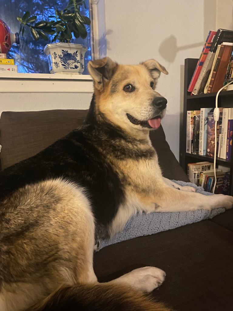 Enlarge Sorreah 2, a Adoptable Shepherd in Fort Lupton, CO image 3/5