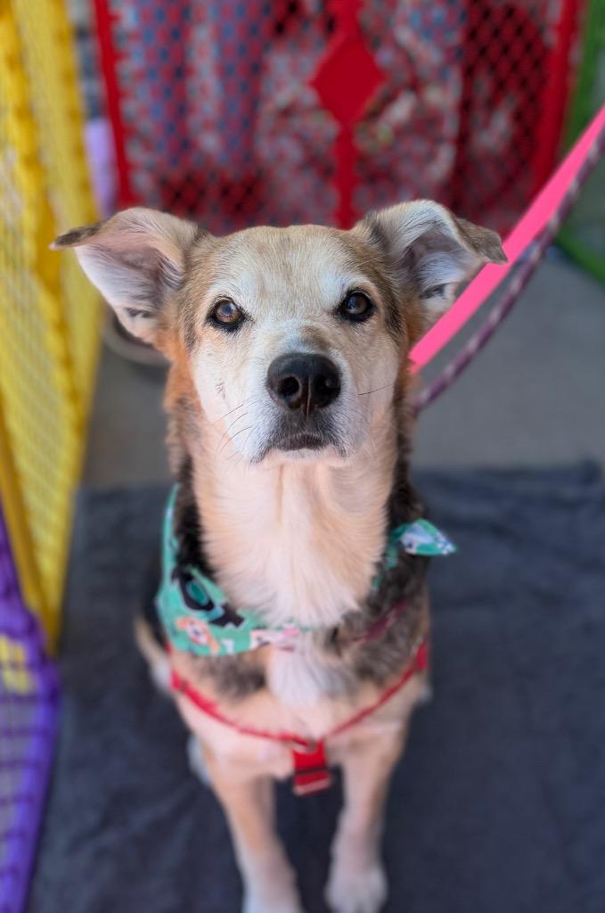 Enlarge Sorreah 2, a Adoptable Shepherd in Fort Lupton, CO image 4/6
