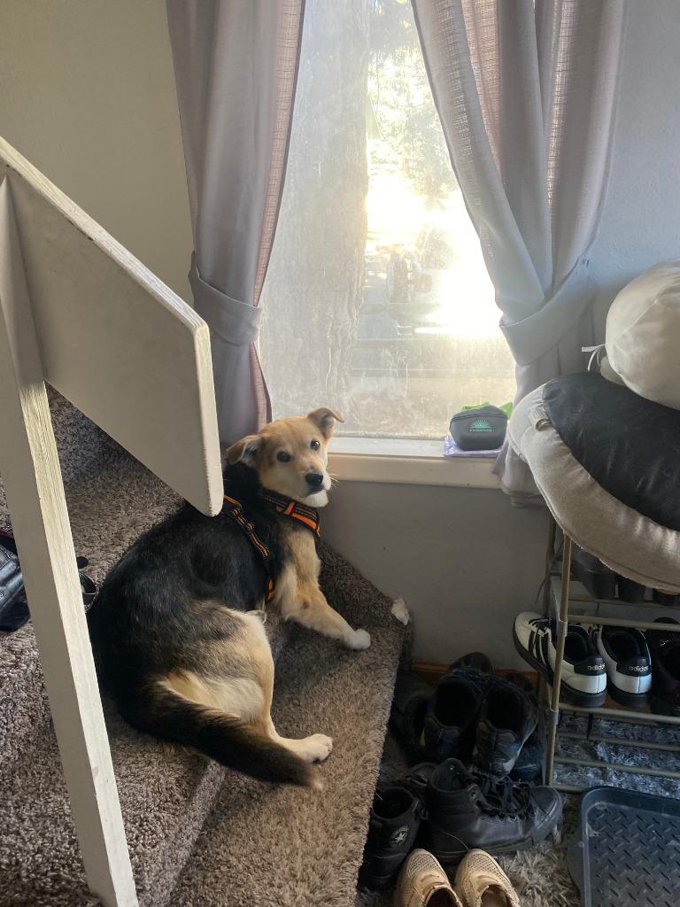 Enlarge Sorreah 2, a Adoptable Shepherd in Fort Lupton, CO image 4/5