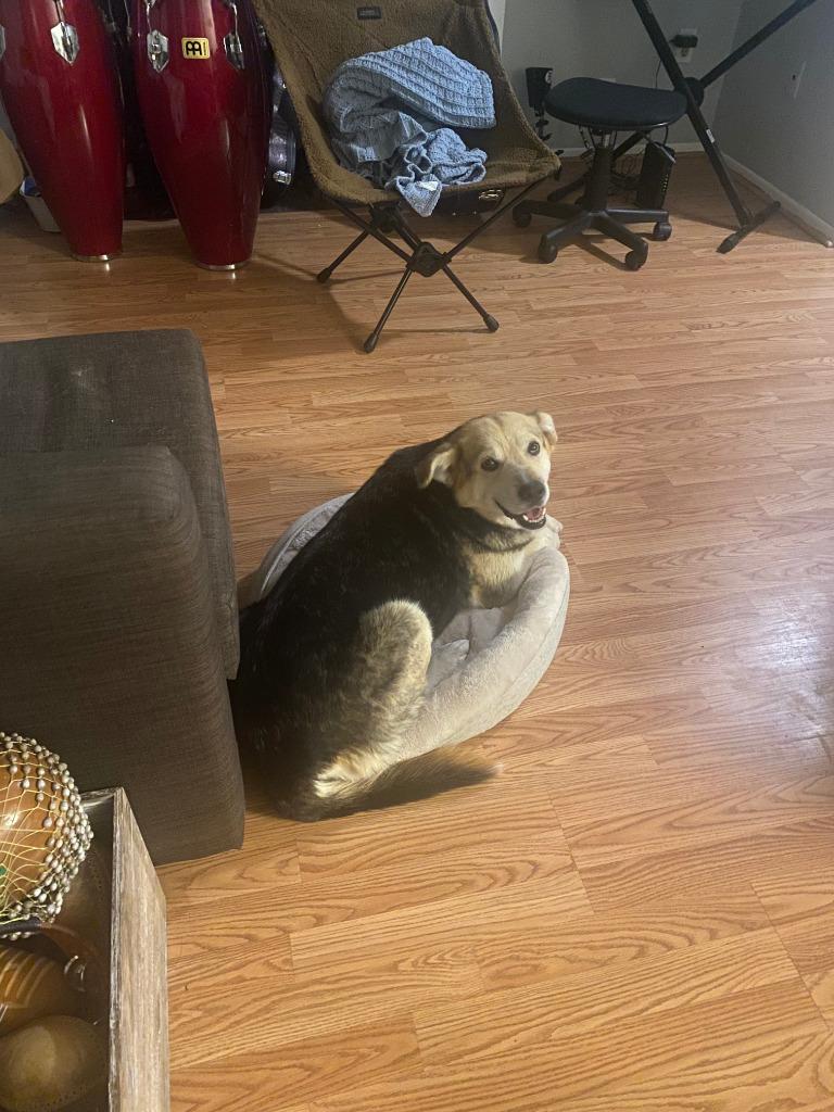 Enlarge Sorreah 2, a Adoptable Shepherd in Fort Lupton, CO image 5/5