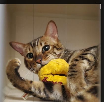 Starsky and Hutch, ADOPTABLE, Adult Male Bengal.