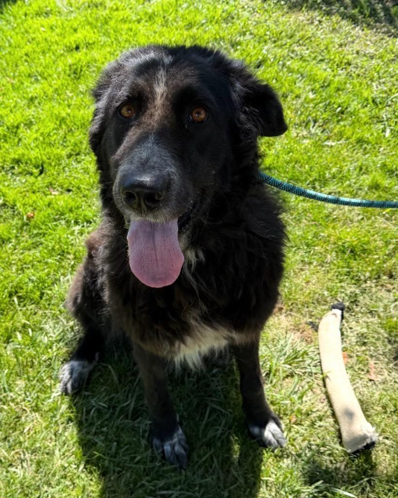 25Maggie- POB, ADOPTABLE, Adult Female Great Pyrenees.