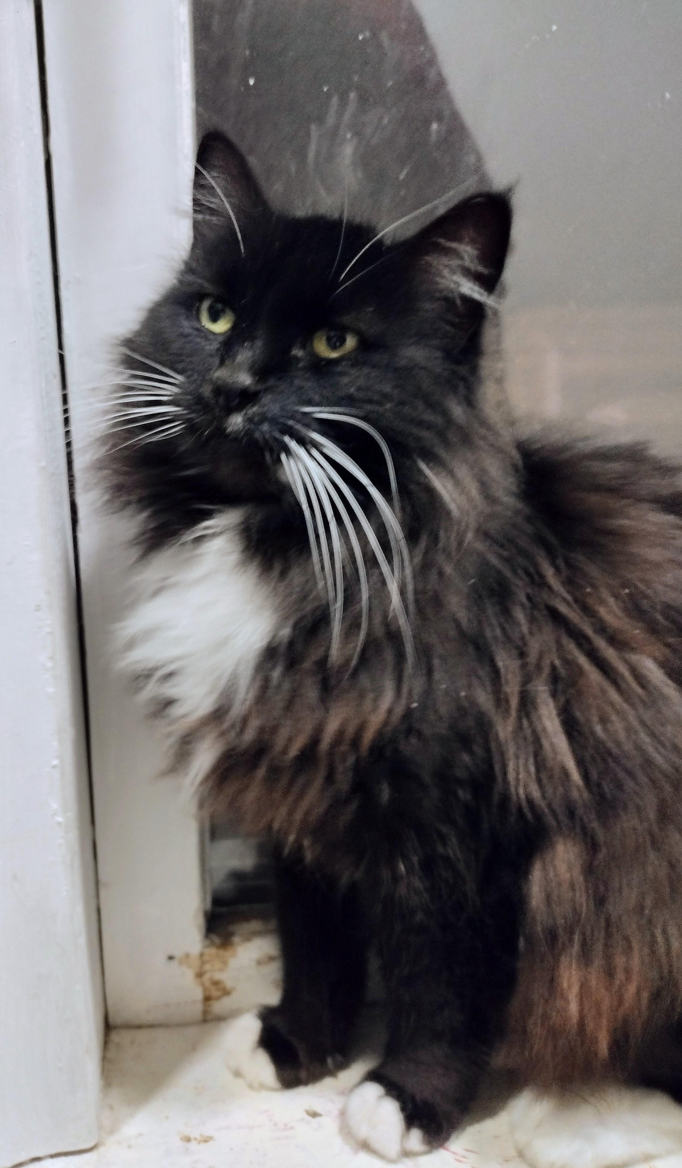 Kiki, a ADOPTABLE Domestic Long Hair in Ionia, MI image 2/2