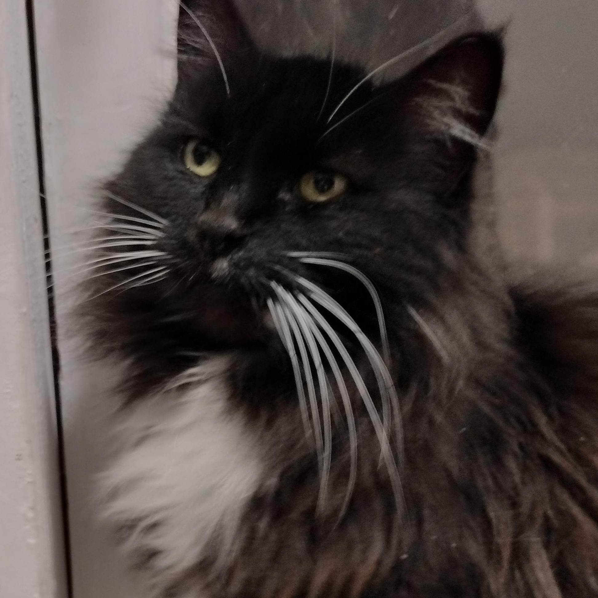 Kiki, ADOPTABLE, Adult Female Domestic Long Hair.