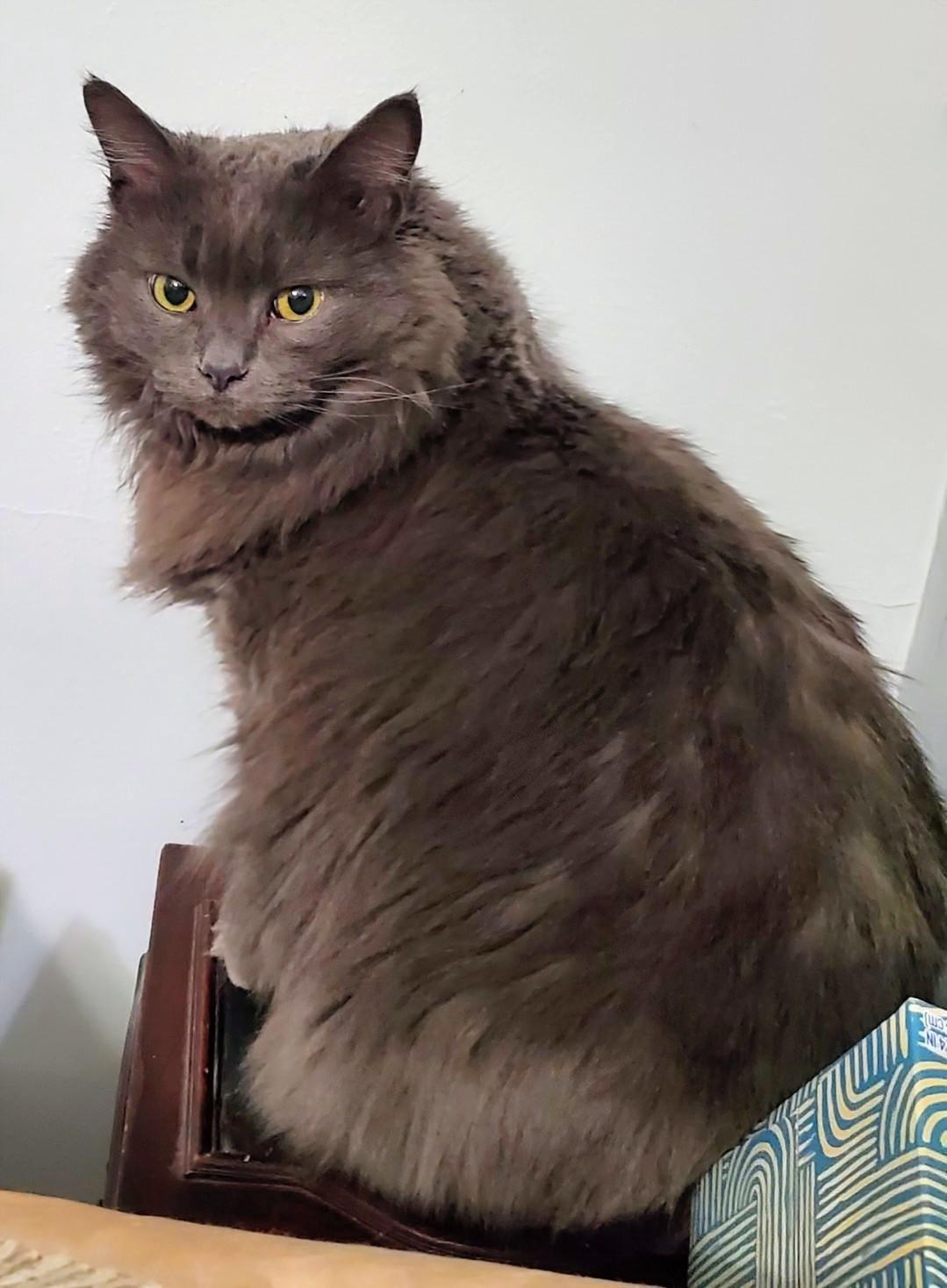 Enlarge Gigi    , a ADOPTABLE Nebelung in Ypsilanti, MI image 1/4
