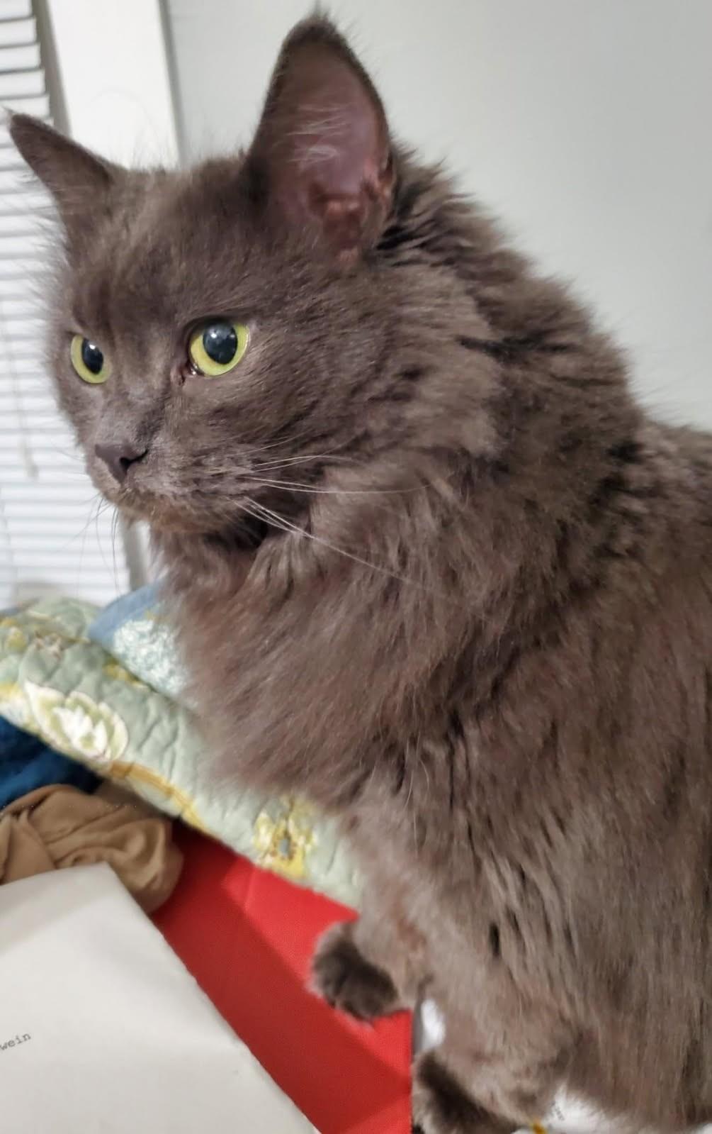 Enlarge Gigi    , a ADOPTABLE Nebelung in Ypsilanti, MI image 2/4