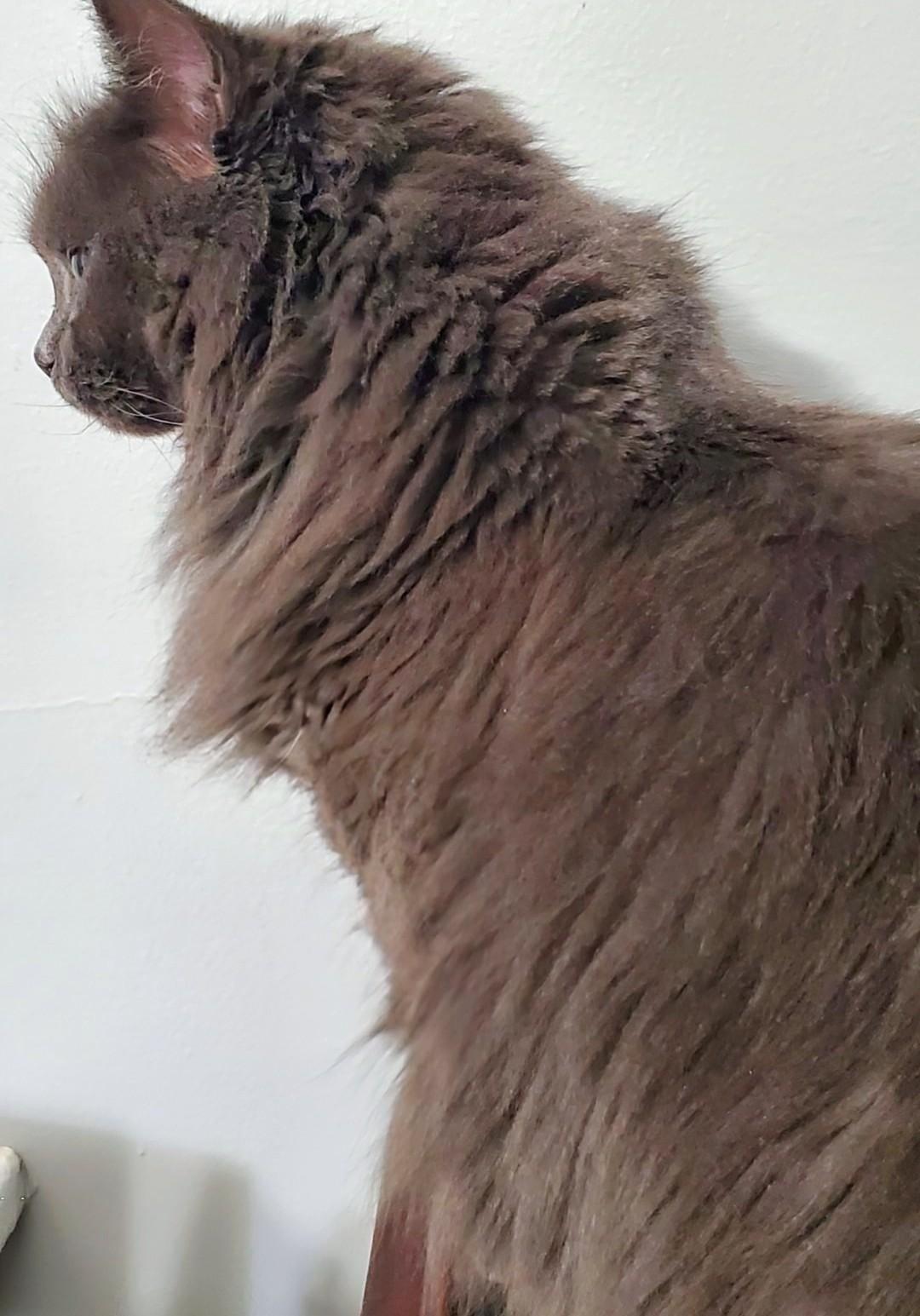 Enlarge Gigi    , a ADOPTABLE Nebelung in Ypsilanti, MI image 3/4