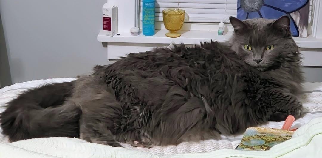 Enlarge Gigi    , a ADOPTABLE Nebelung in Ypsilanti, MI image 4/4