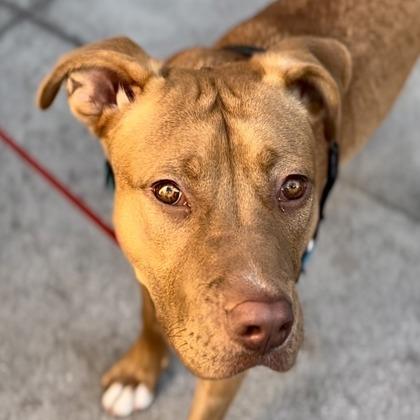 Enlarge Spike, a Adoptable mixed breed in San Francisco, CA image 1/3
