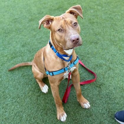 Enlarge Spike, a Adoptable mixed breed in San Francisco, CA image 2/3