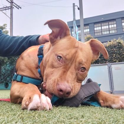 Enlarge Spike, a Adoptable mixed breed in San Francisco, CA image 3/3