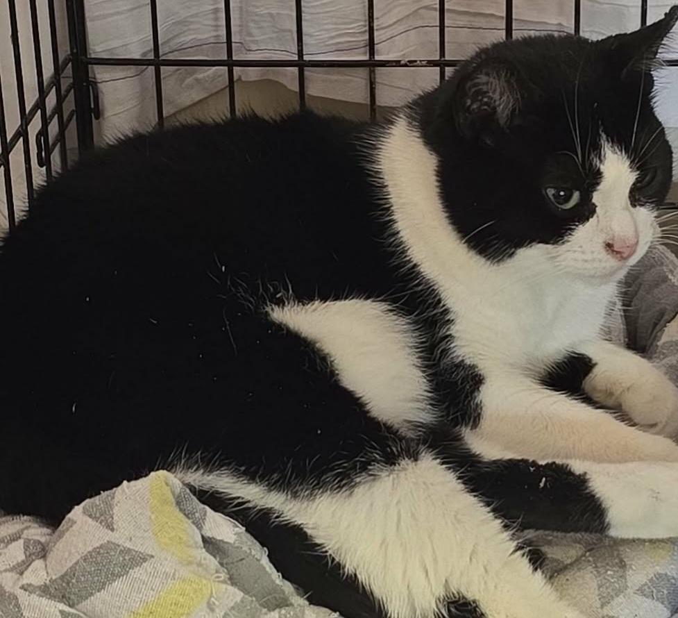 Sweet Pea, ADOPTABLE, Adult Female Tuxedo.