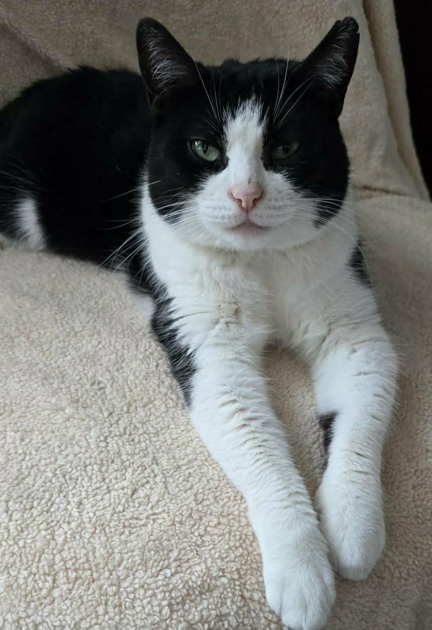 Sweet Pea, ADOPTABLE, Adult Female Tuxedo.