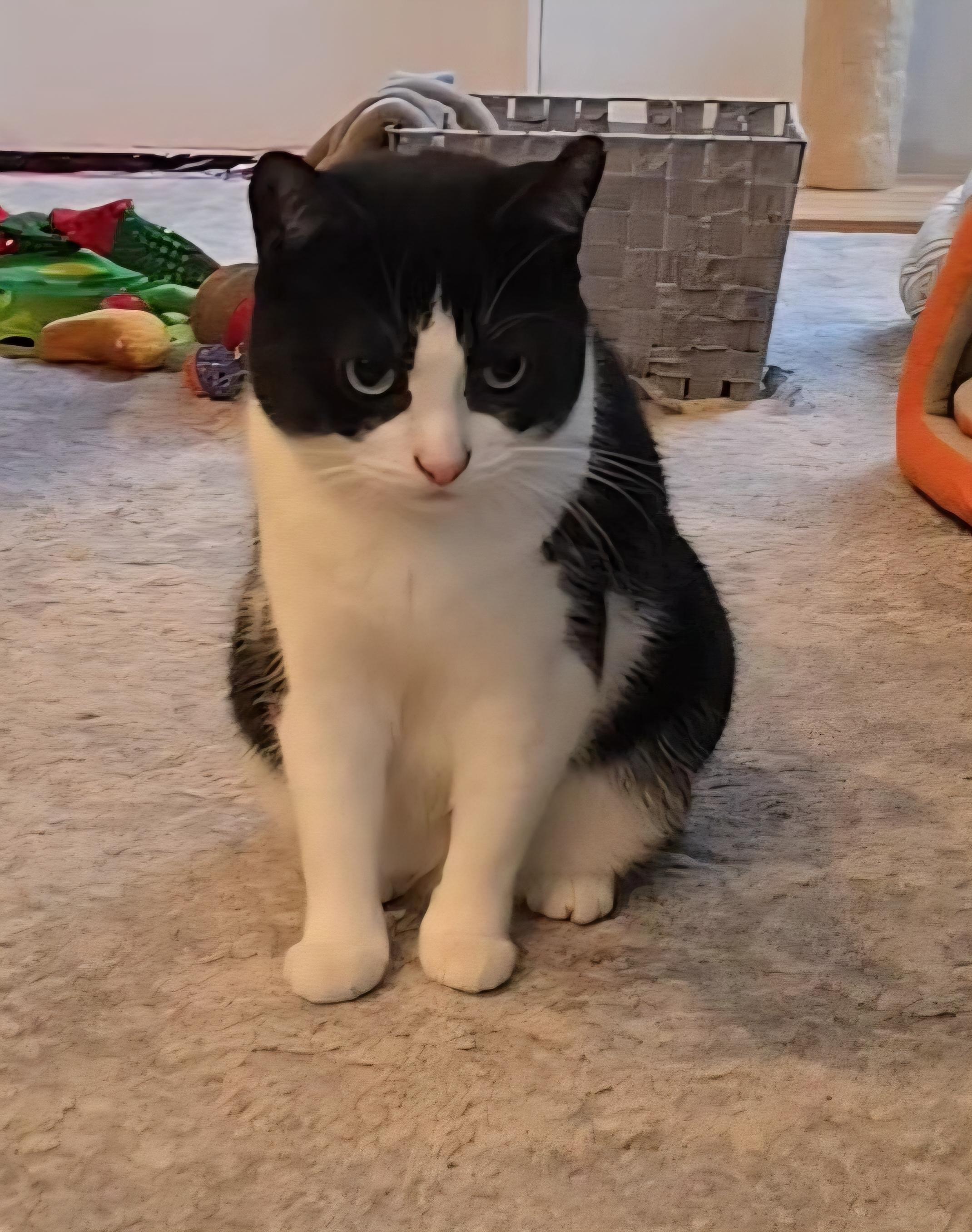 Nova, a ADOPTABLE Tuxedo in Stevensville, ON image 2/2