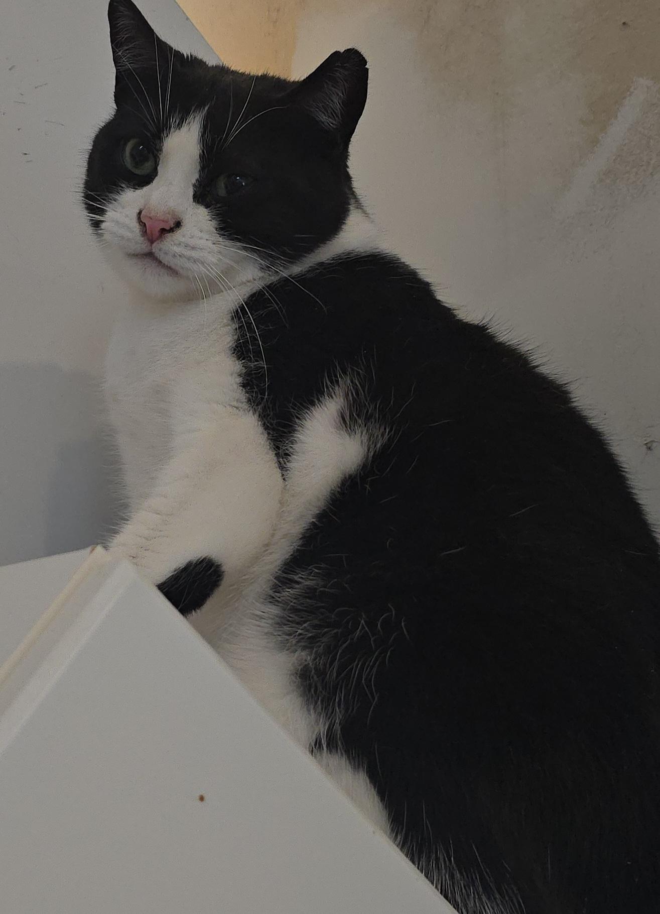 Enlarge Sweet Pea, a ADOPTABLE Tuxedo in Stevensville, ON image 2/2