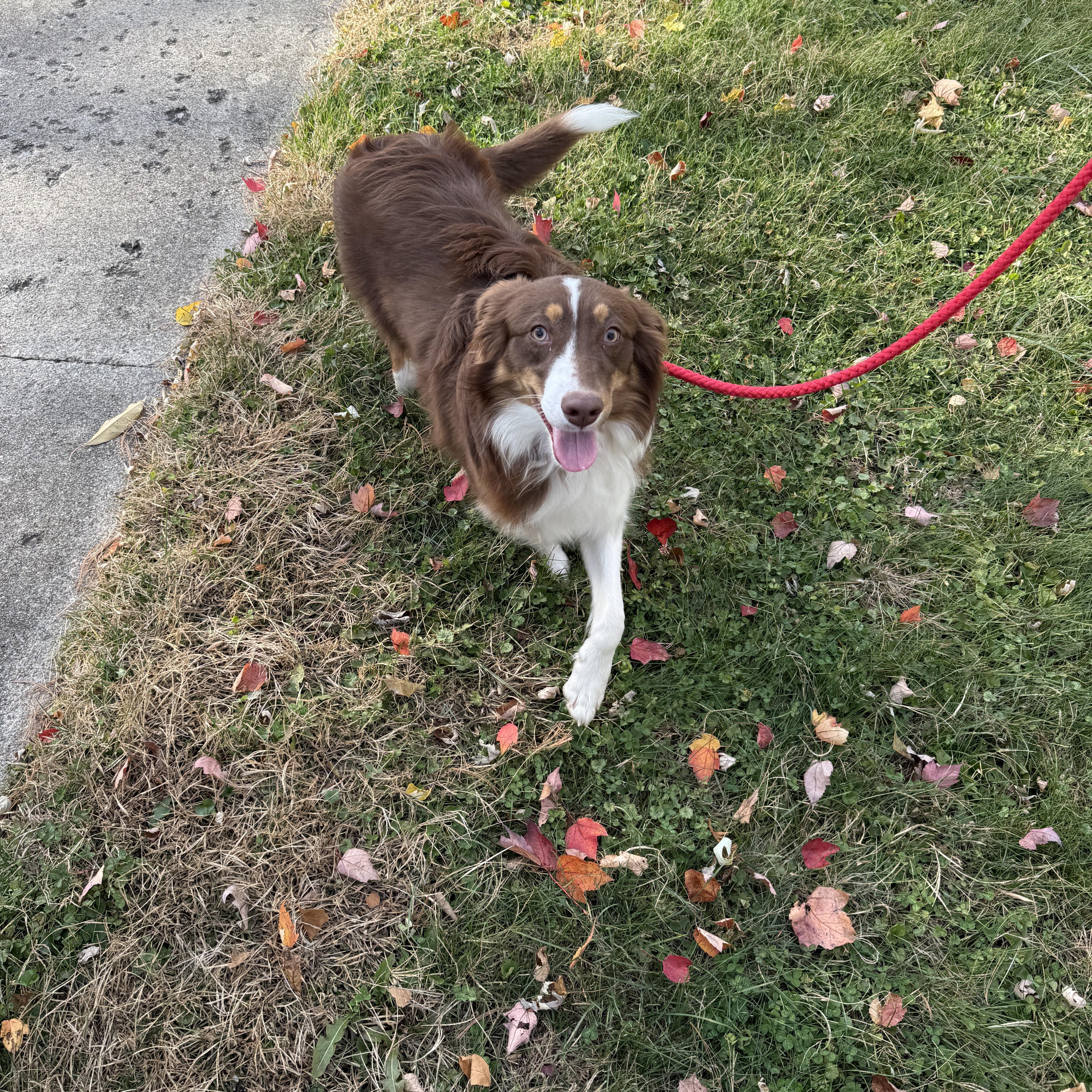 MudPie, an adoptable mixed breed in Mooresville, IN image 1/5