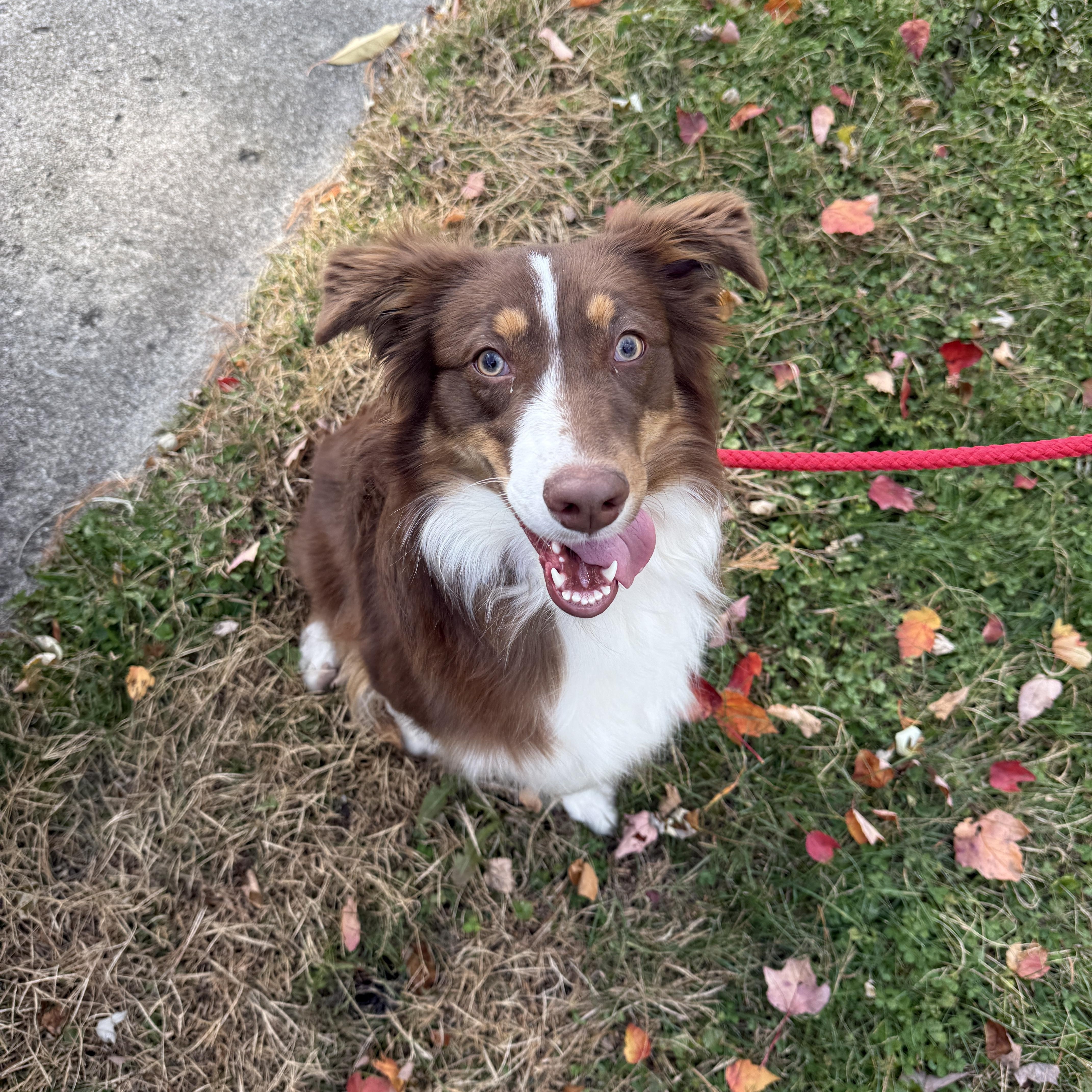 MudPie, an adoptable mixed breed in Mooresville, IN image 2/5