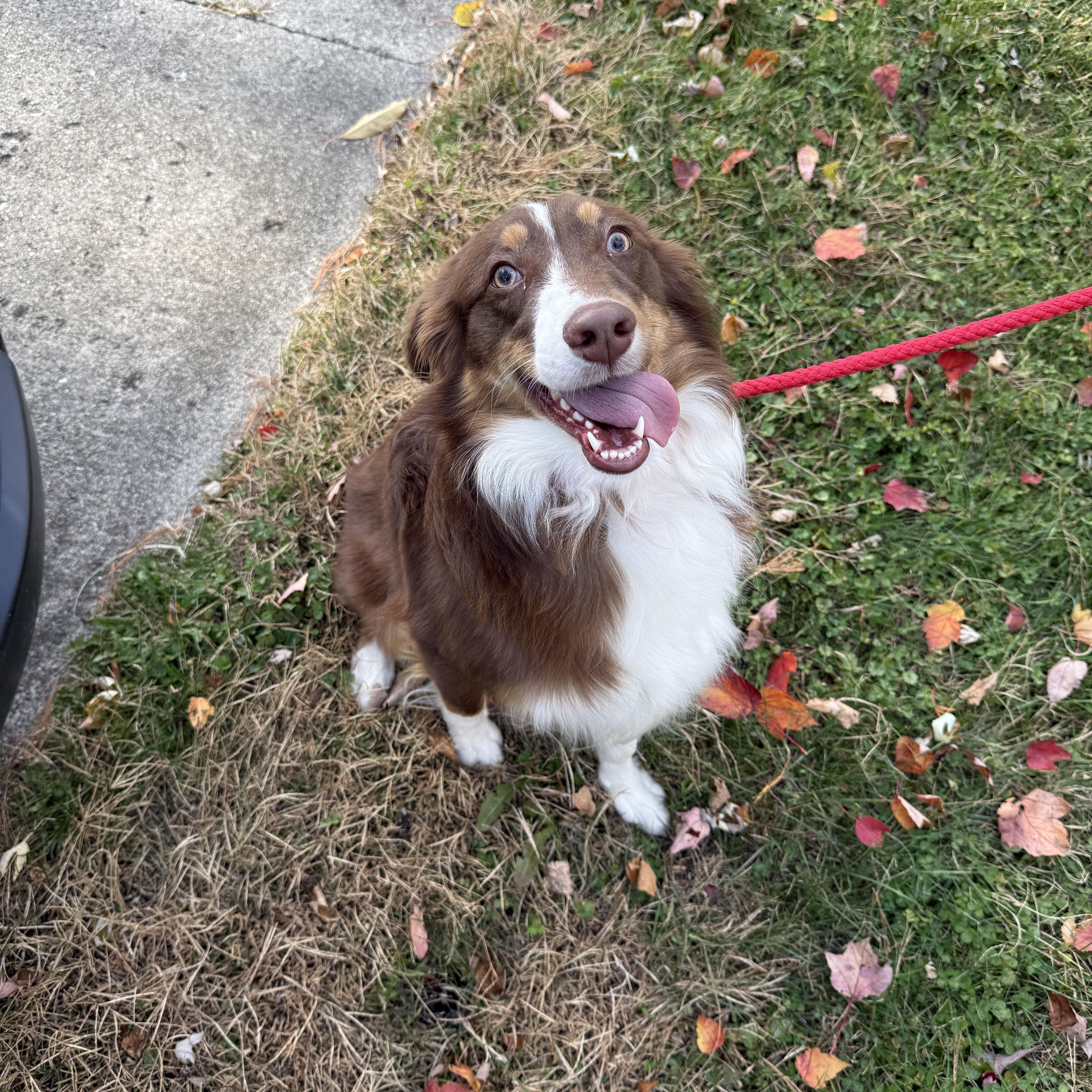 MudPie, an adoptable mixed breed in Mooresville, IN image 3/5