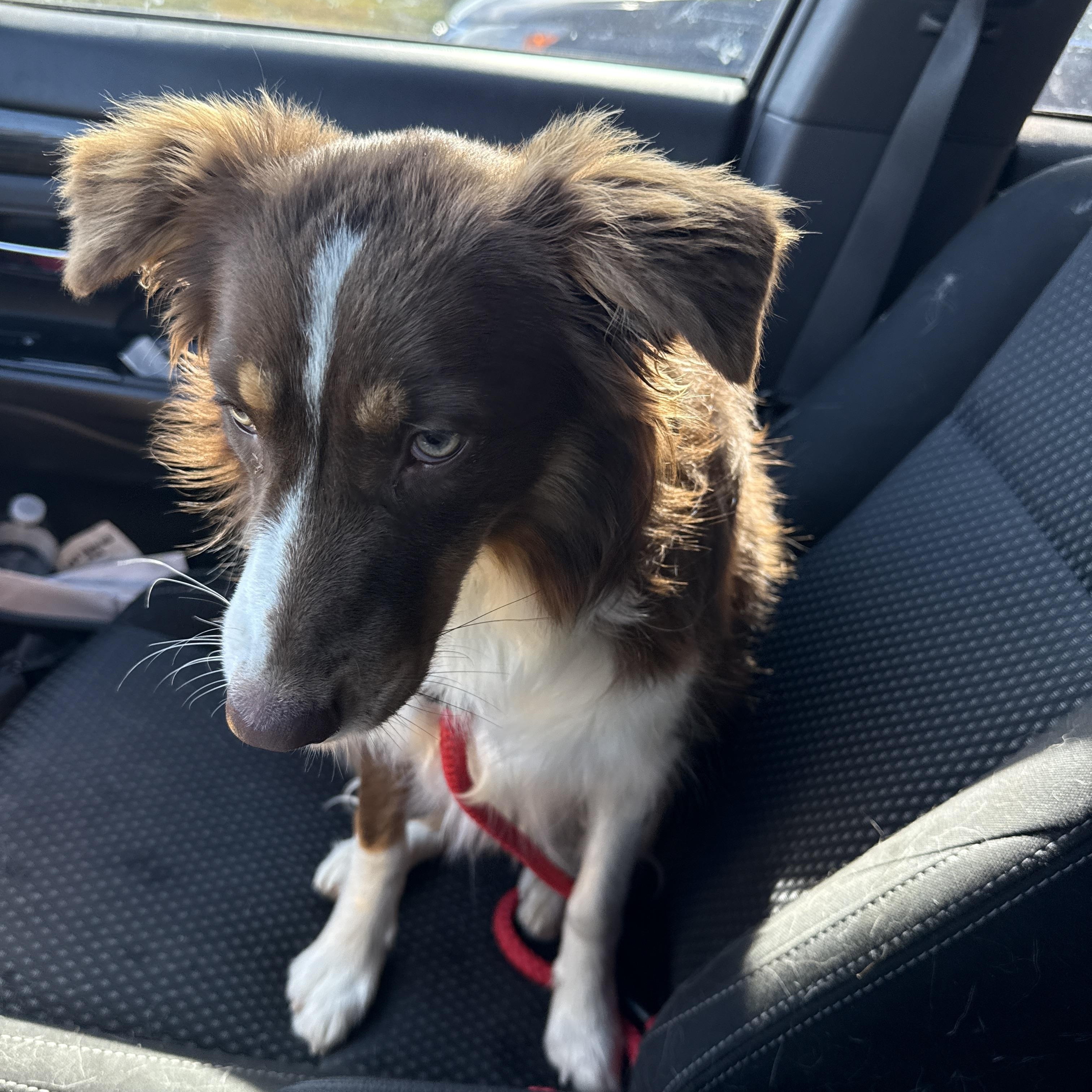 MudPie, an adoptable mixed breed in Mooresville, IN image 4/5