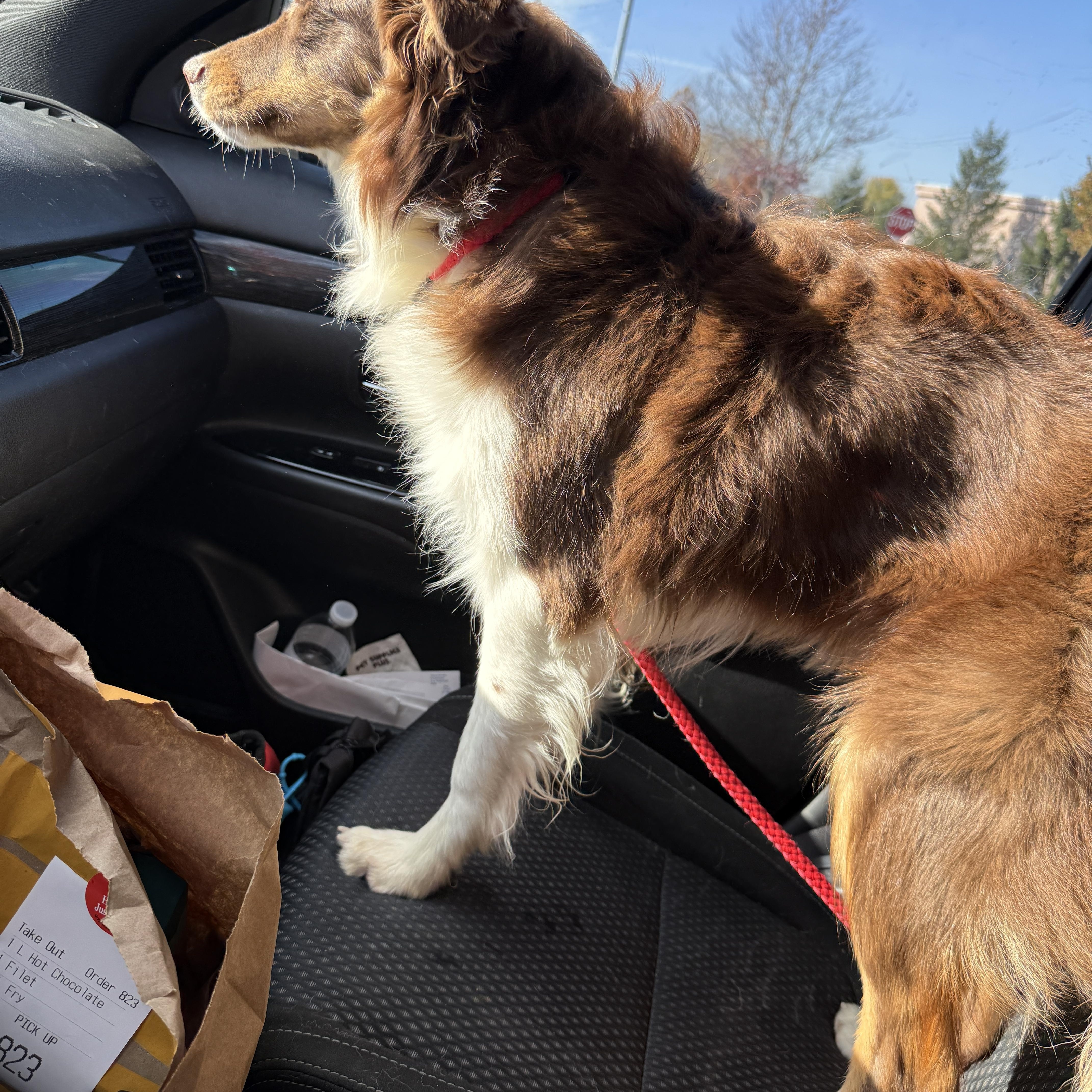 MudPie, an adoptable mixed breed in Mooresville, IN image 5/5