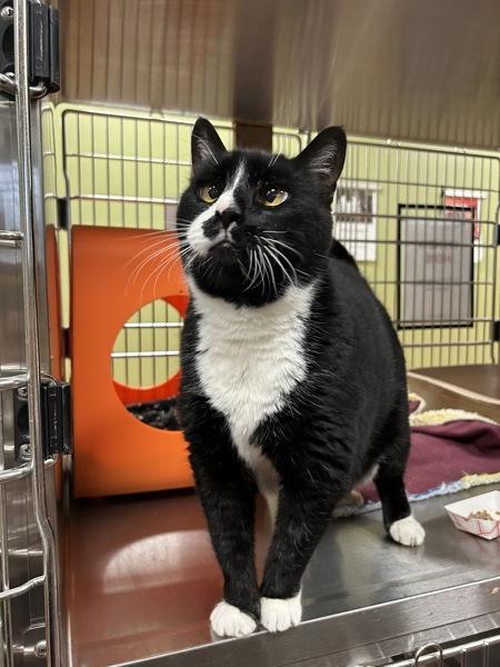 P. B. Whitmore, a Adoptable mixed breed in Vancouver, WA image 1/5