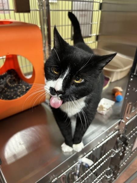 P. B. Whitmore, a Adoptable mixed breed in Vancouver, WA image 2/5