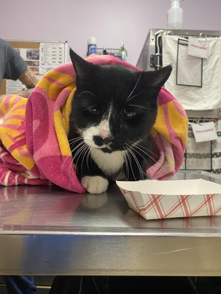 P. B. Whitmore, a Adoptable mixed breed in Vancouver, WA image 3/5