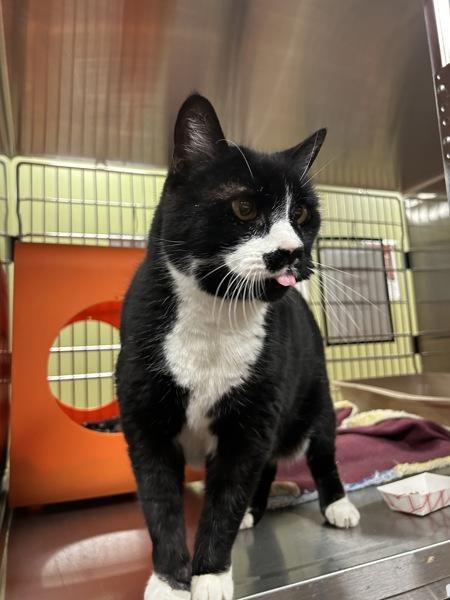 P. B. Whitmore, a Adoptable mixed breed in Vancouver, WA image 5/5