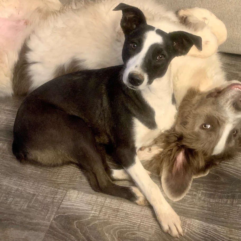 Skittles, Young Female Australian Shepherd