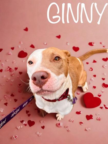 Enlarge Ginny, a Adoptable mixed breed in Longview, TX image 1/2