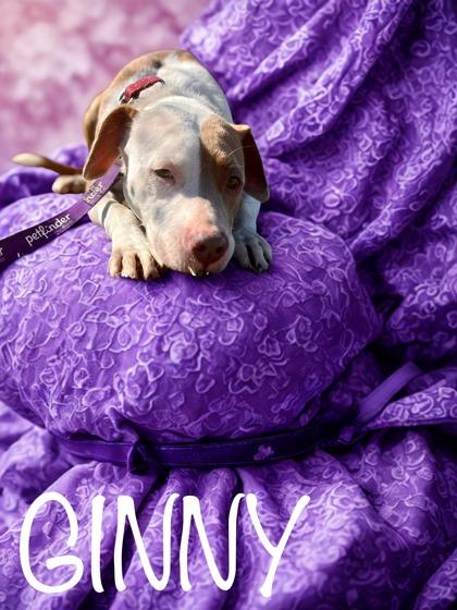 Enlarge Ginny, a Adoptable mixed breed in Longview, TX image 2/2