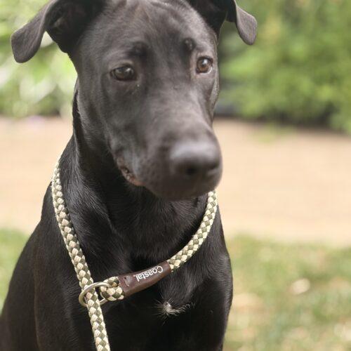 Onyx, Adoptable, Young Male Black Labrador Retriever & Catahoula Leopard Dog.