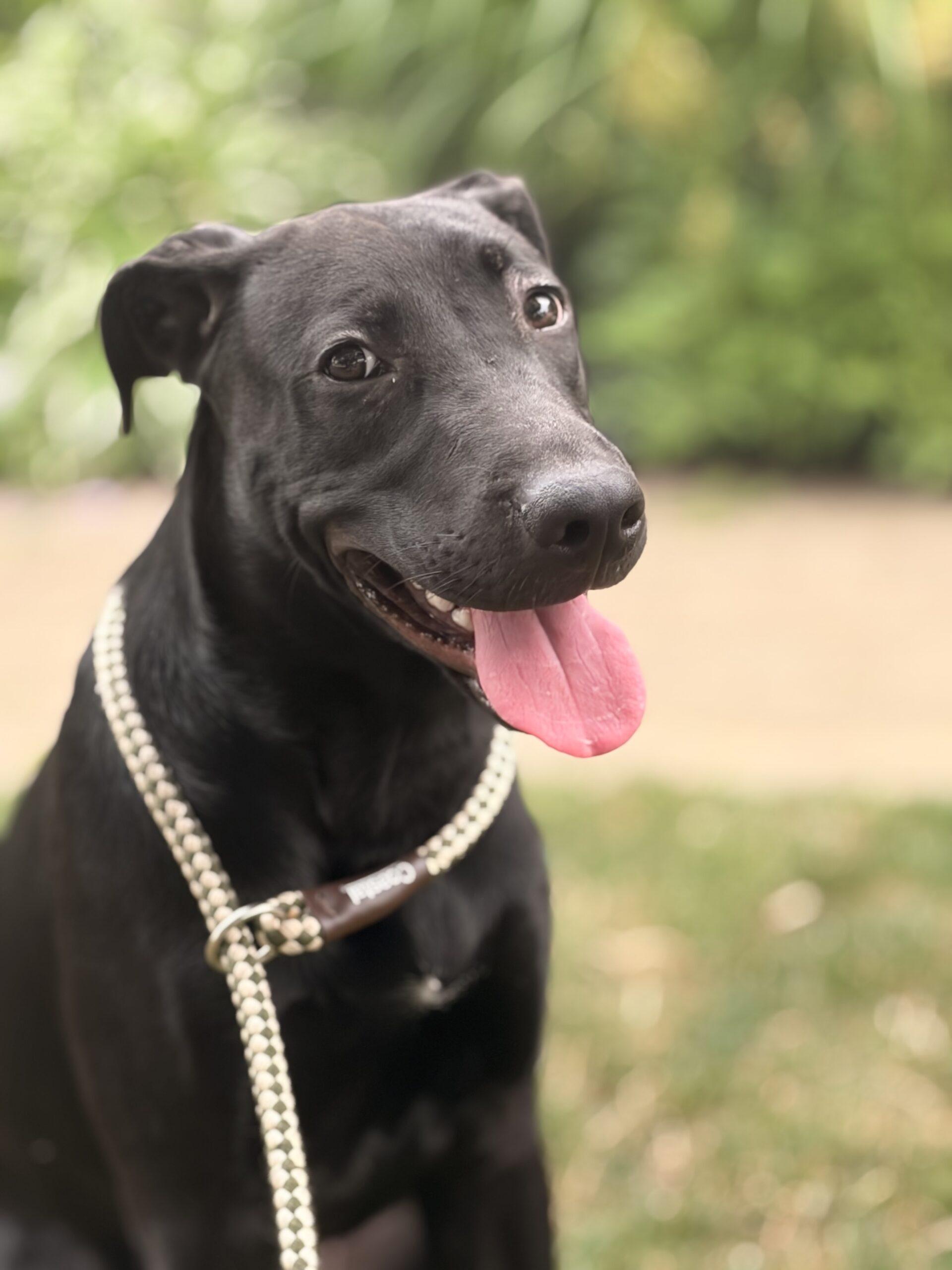 Enlarge Onyx, a Adoptable mixed breed in Vienna, ON image 2/3