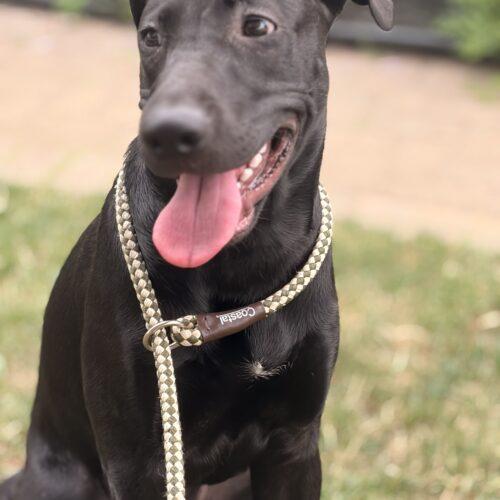 Enlarge Onyx, a Adoptable mixed breed in Vienna, ON image 3/3