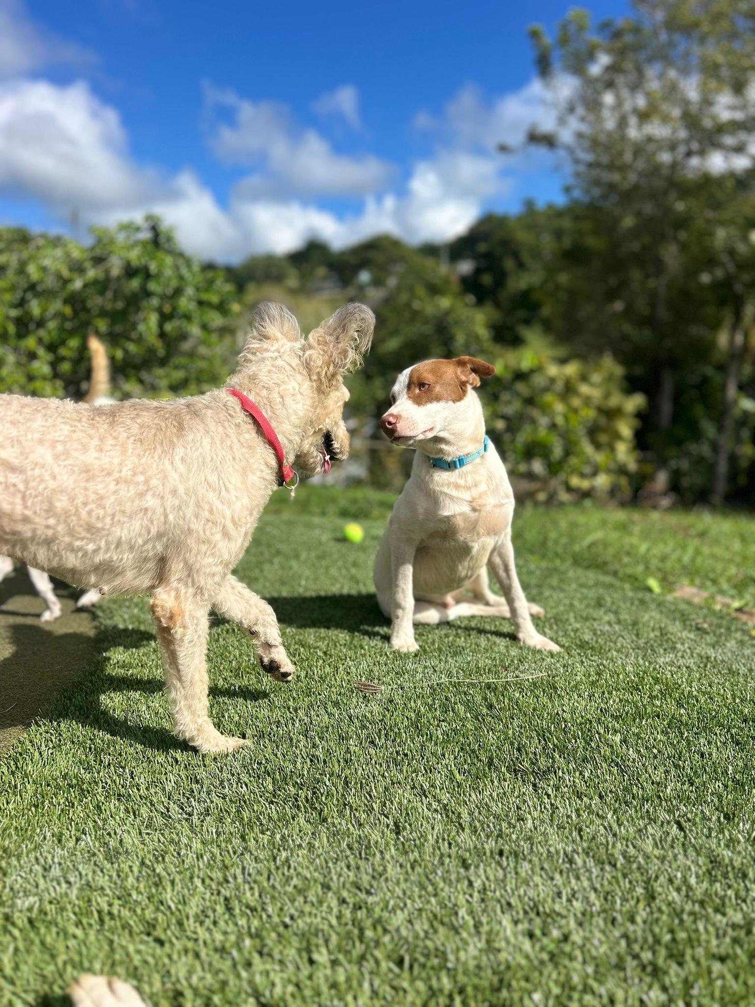 Enlarge Lucas, a Adoptable mixed breed in Albion, NY image 2/4