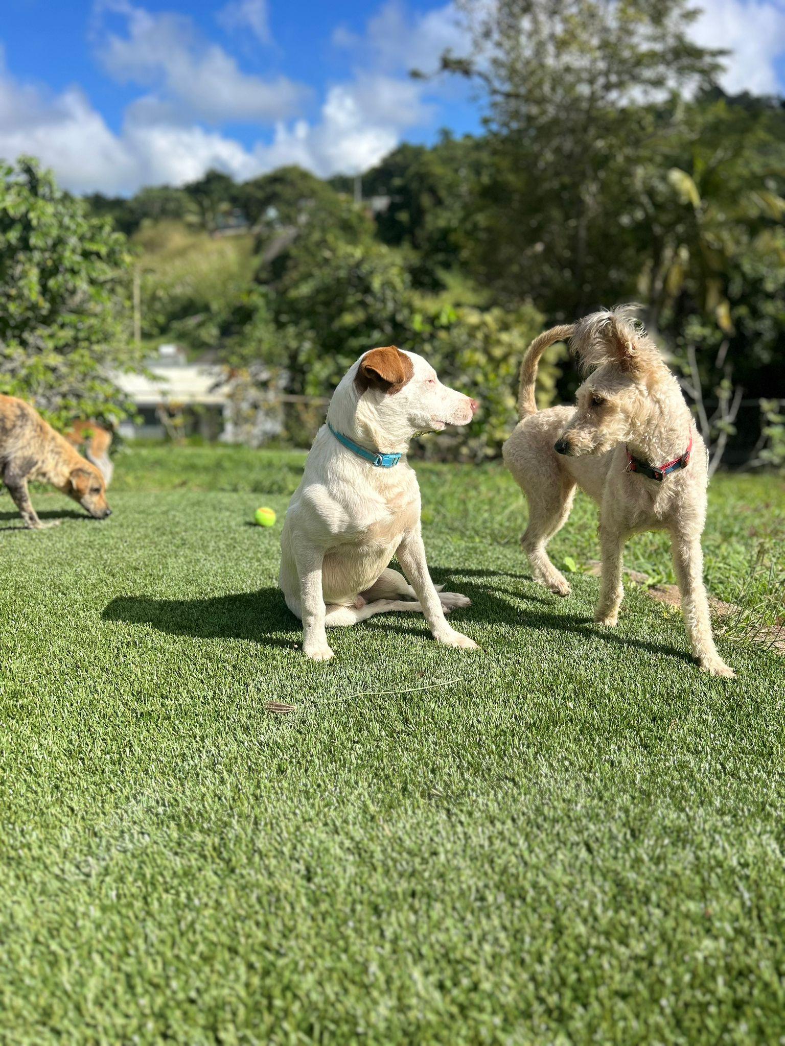 Enlarge Lucas, a Adoptable mixed breed in Albion, NY image 4/4