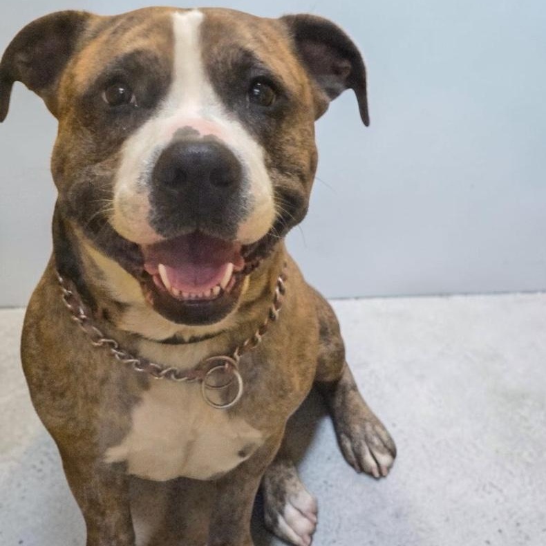 Enlarge Noni, an adopted Mixed Breed in Elyria, OH image 2/2
