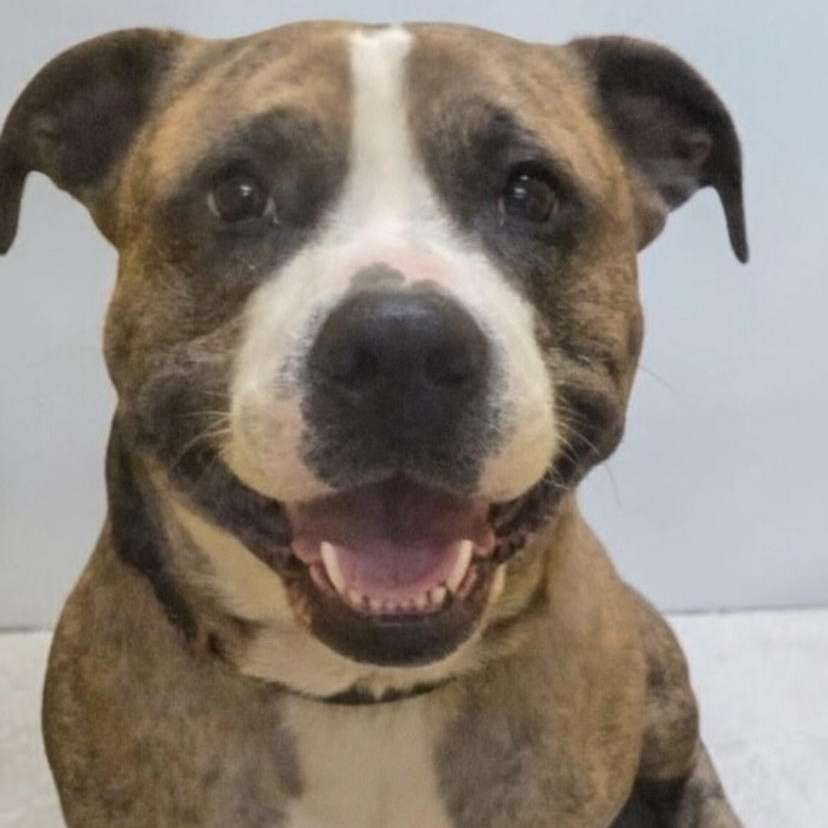 Enlarge Noni, an adopted Mixed Breed in Elyria, OH image 1/2