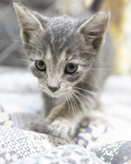 Enlarge McGee, a Adoptable mixed breed in Bedford, IN image 1/1