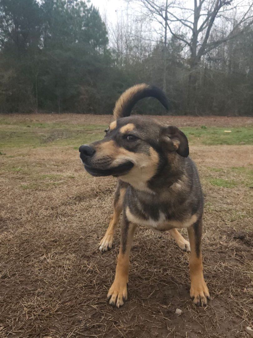 Dog for adoption Pinky, a German Shepherd Dog Mix in Janesville, WI