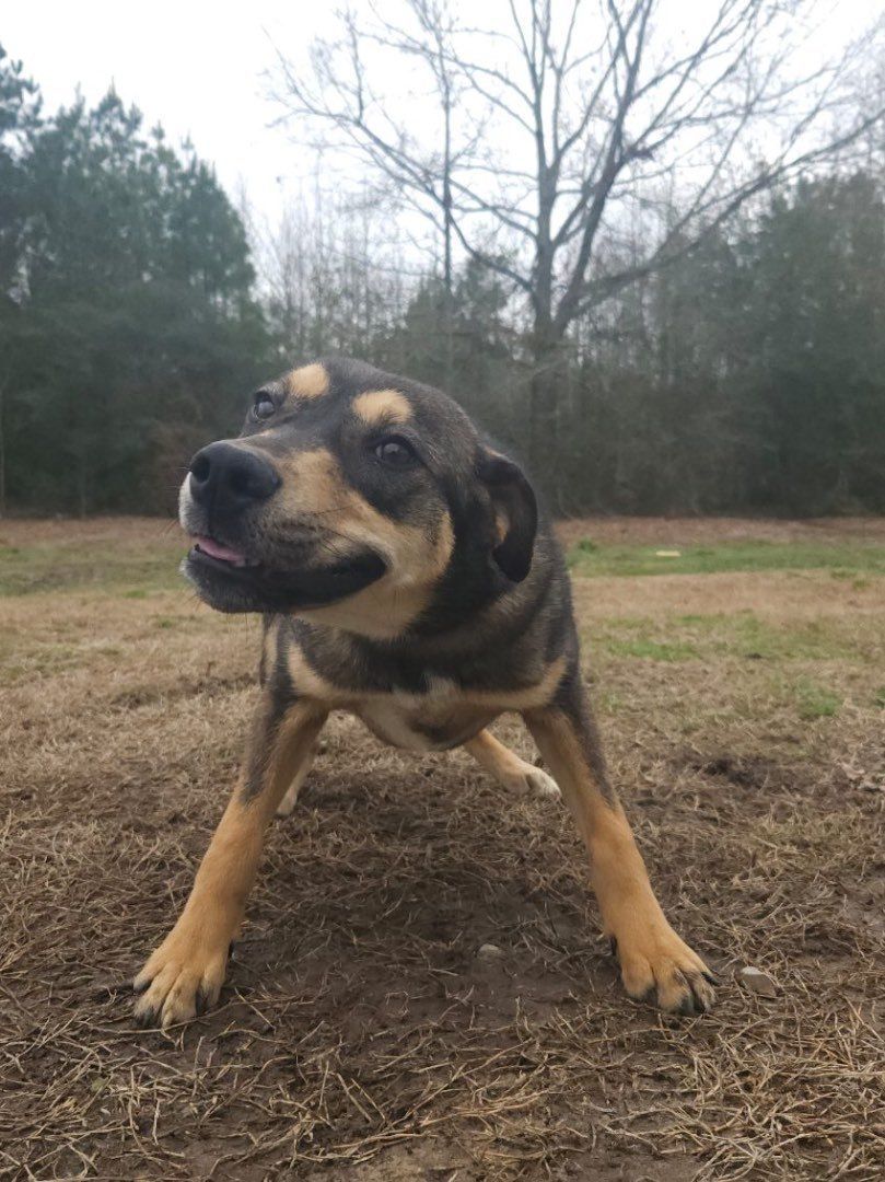 Dog for adoption Pinky, a German Shepherd Dog Mix in Janesville, WI